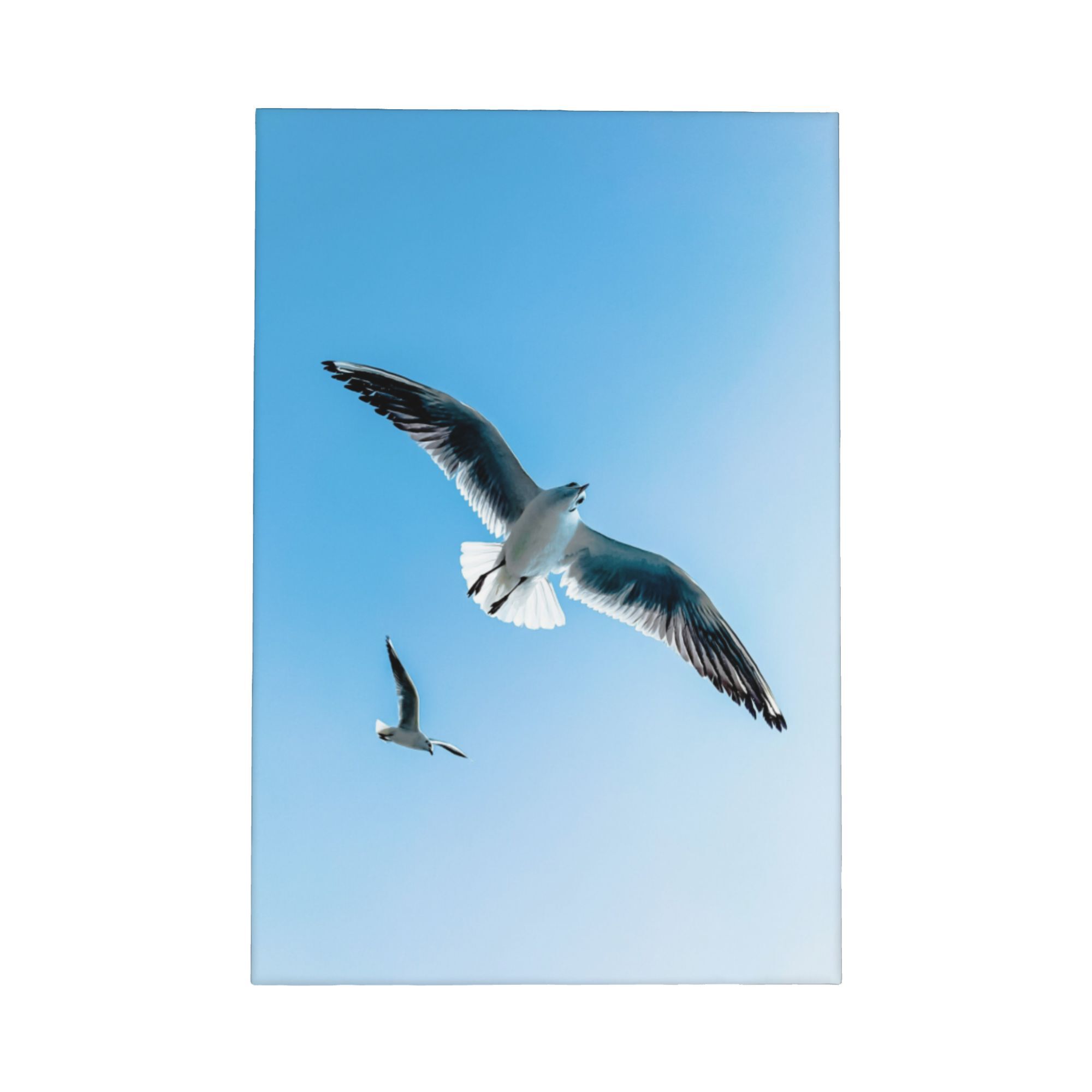 Seagull Canvas Framed Wall Art - مراجعة Home Decor Mirror وسعره